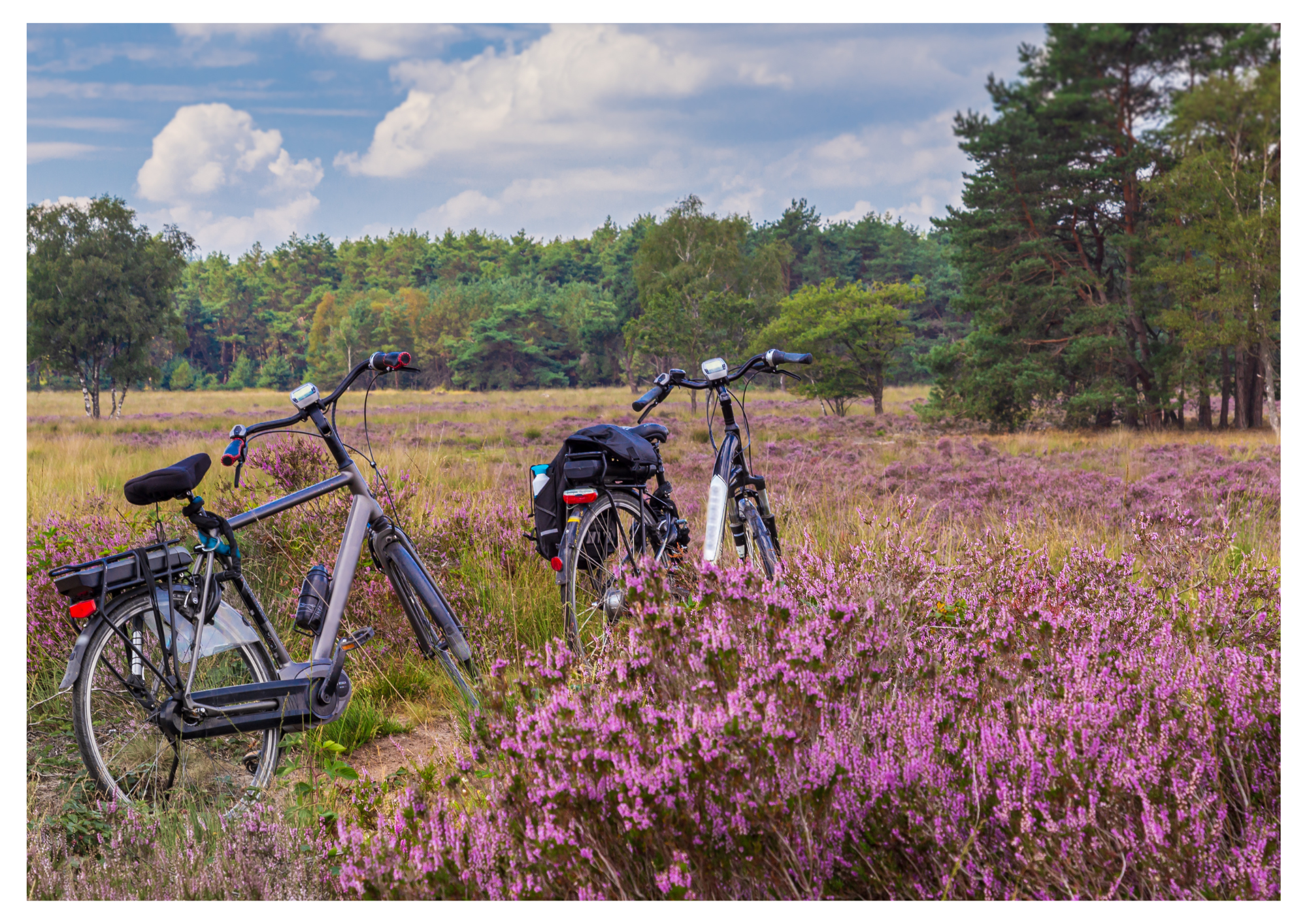 Steenpatrijs Scopri il Veluwe Pacchetto